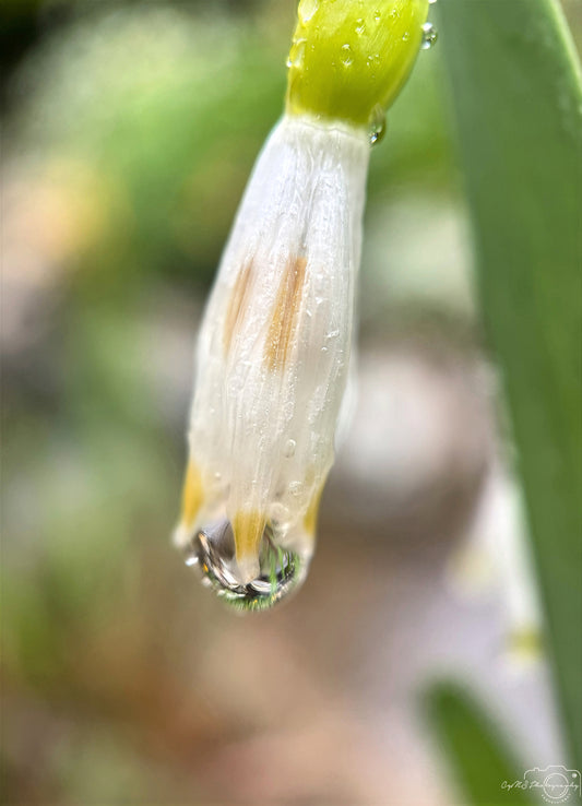 Schöner Wassertropfen_V485