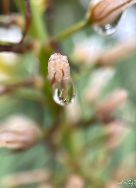 Schöner Wassertropfen_V487