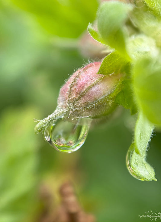 Schöner Wassertropfen_V489