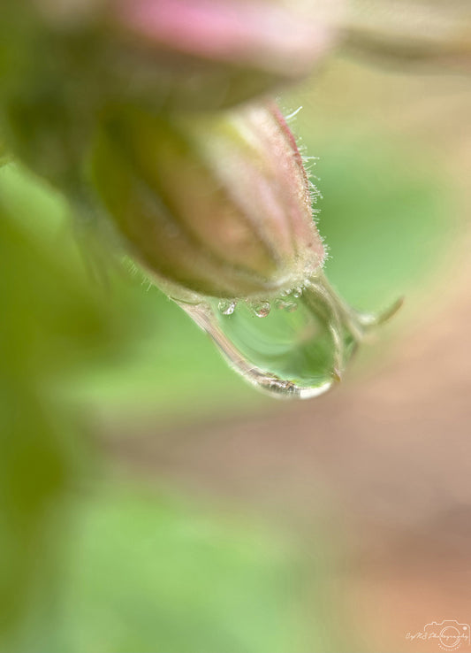 Schöner Wassertropfen_V490