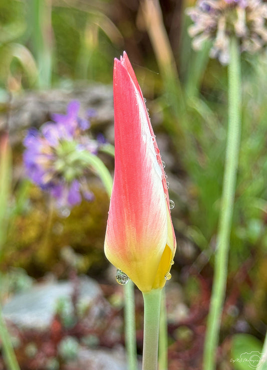 Schöner Wassertropfen_V492