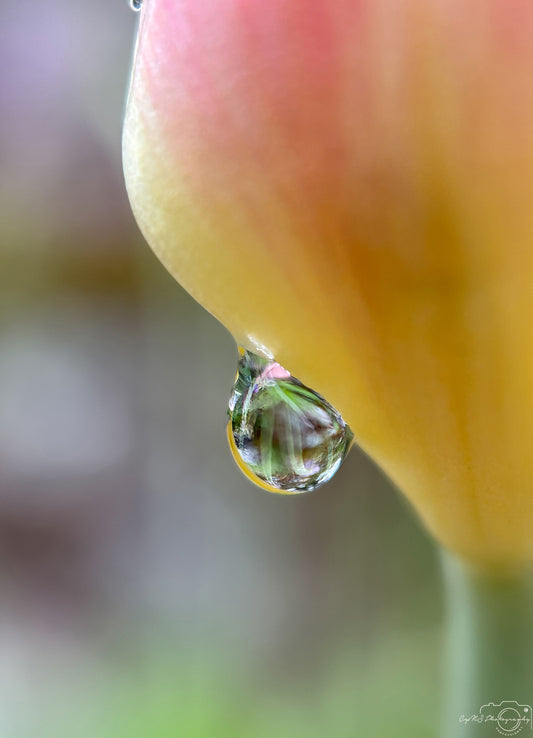 Schöner Wassertropfen_V493
