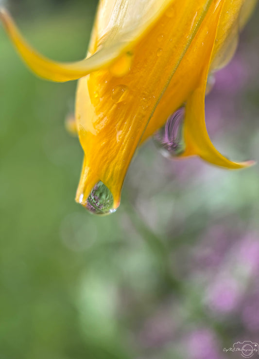 Schöner Wassertropfen_V494