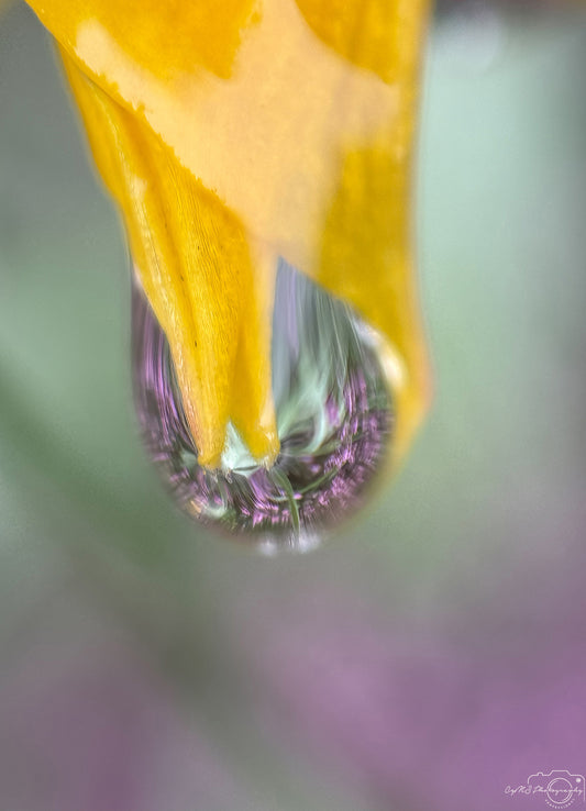 Schöner Wassertropfen_V495
