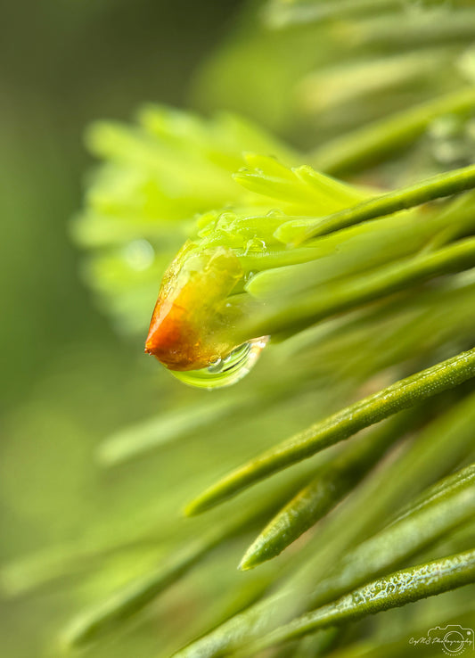 Schöner Wassertropfen_V496