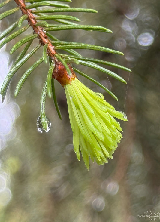 Schöner Wassertropfen_V498