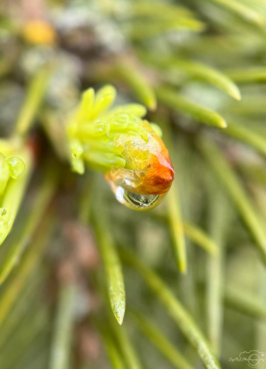 Schöner Wassertropfen_V499