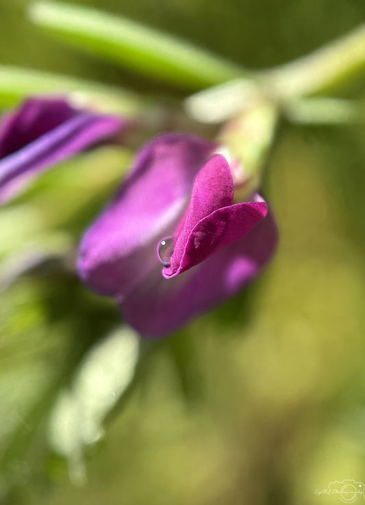 Schöner Wassertropfen_V501