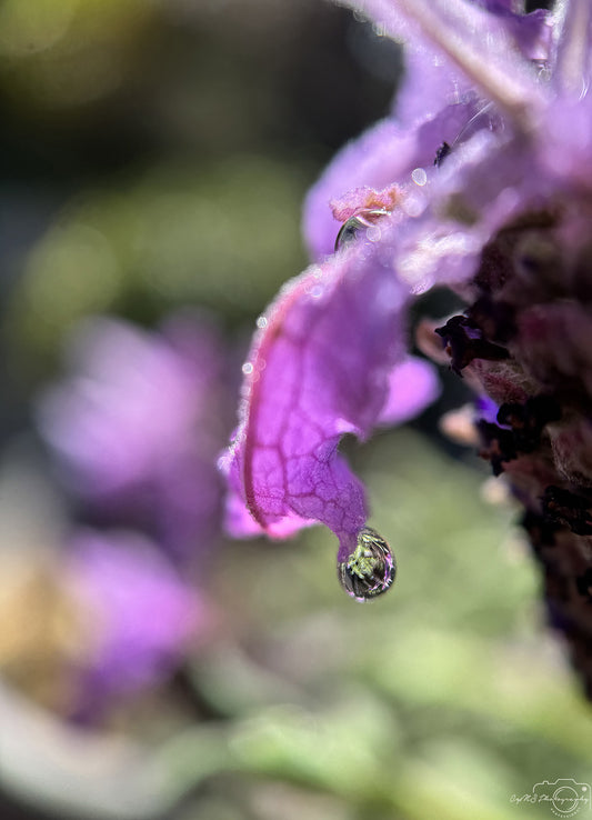 Schöner Wassertropfen_V504