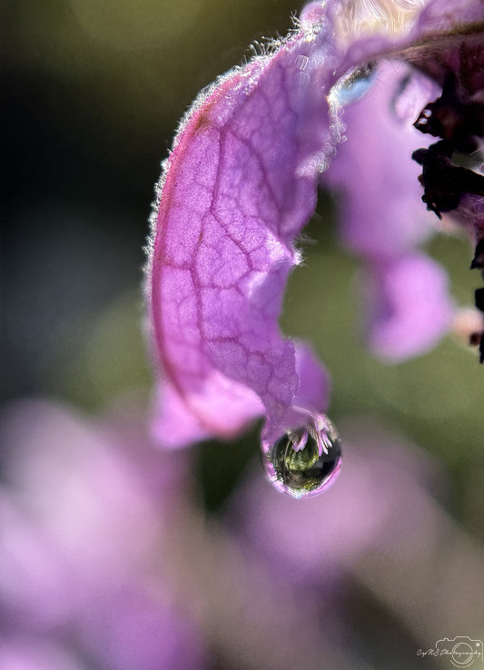 Schöner Wassertropfen_V505