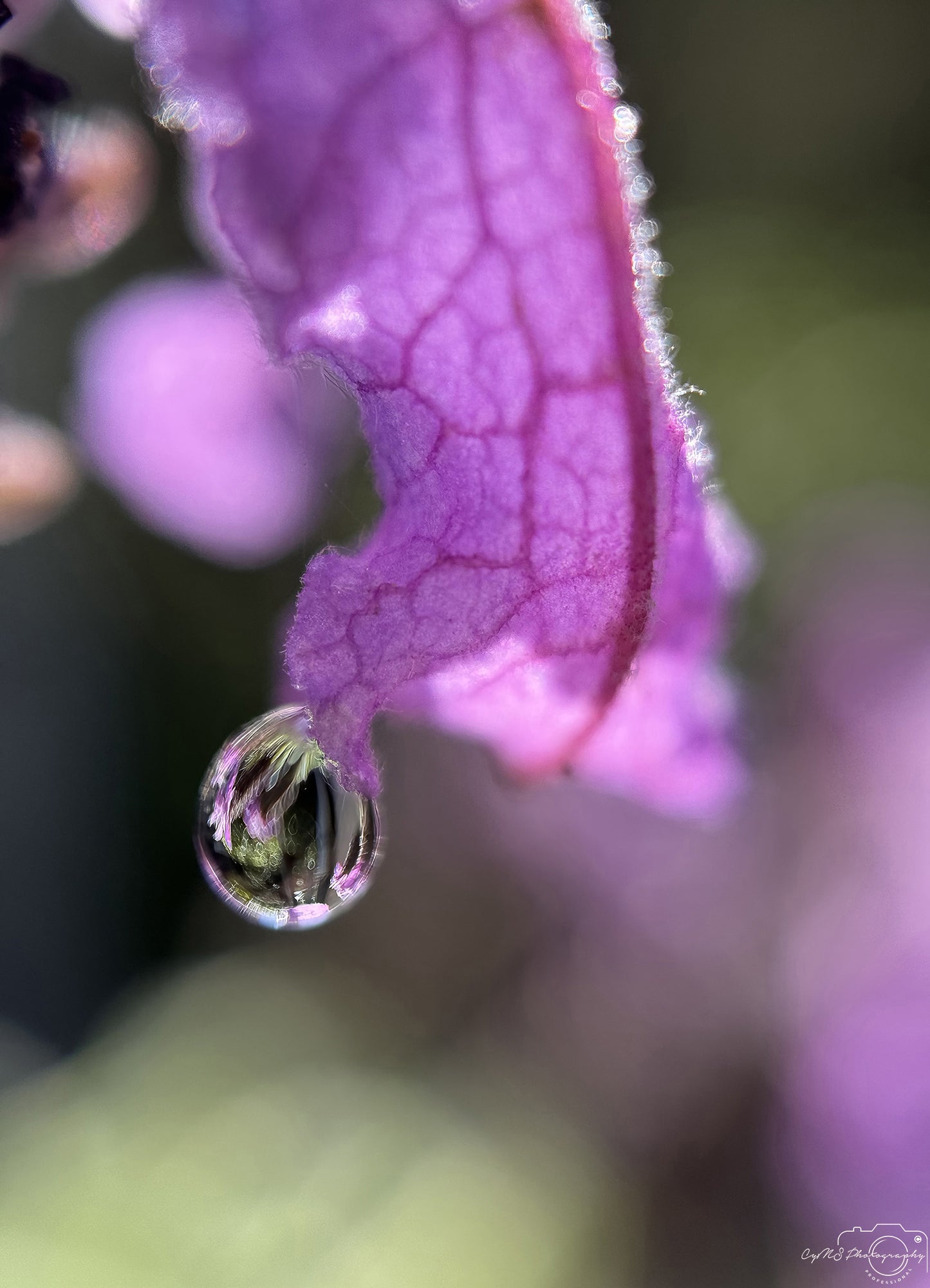 Nature Photography - Superb Droplet V506