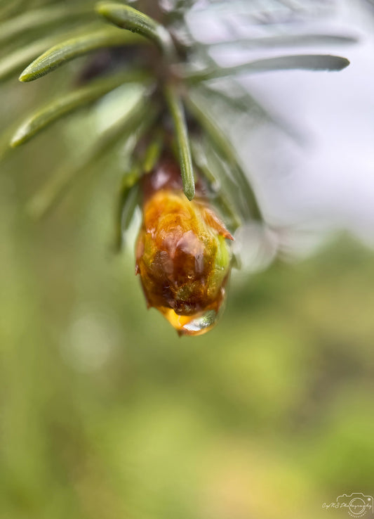 Schöner Wassertropfen_V508