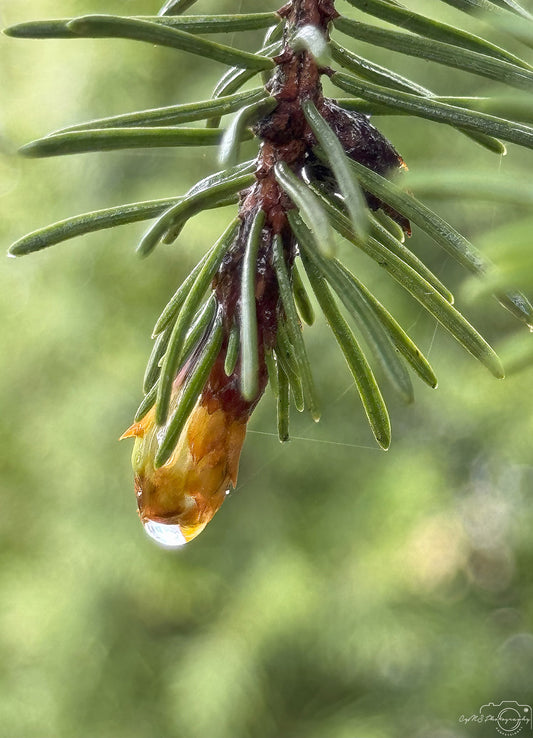 Schöner Wassertropfen_V509