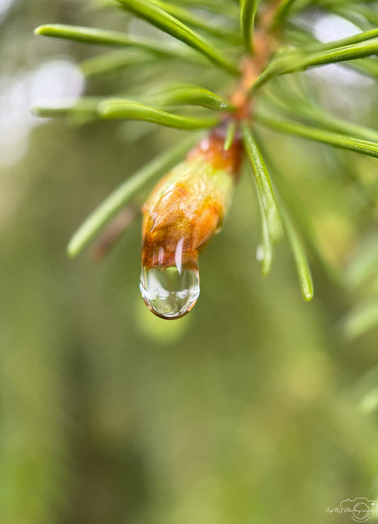 Schöner Wassertropfen_V510