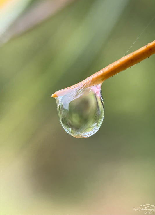 Schöner Wassertropfen_V513