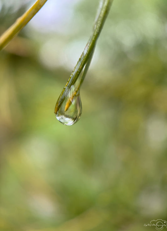 Schöner Wassertropfen_V514