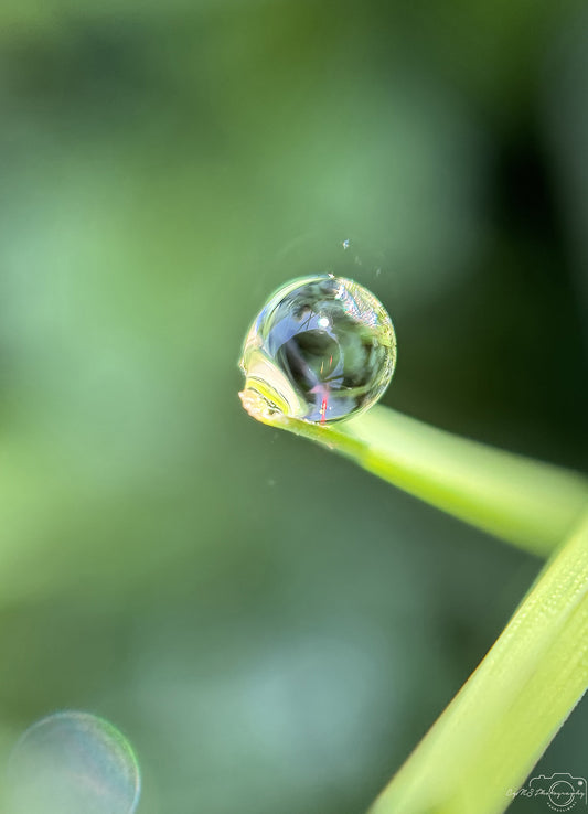 Schöner Wassertropfen_V520