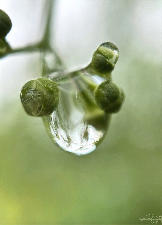 Schöner Wassertropfen_V523