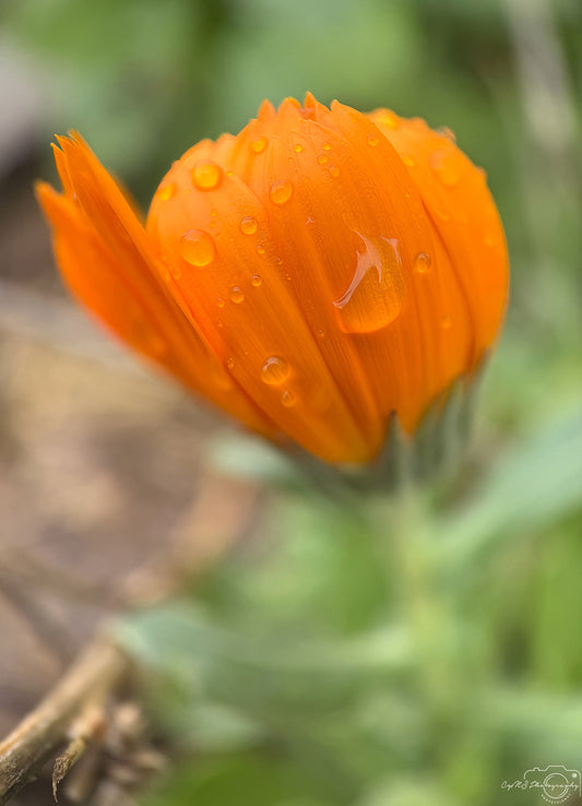 Schöner Wassertropfen_V528