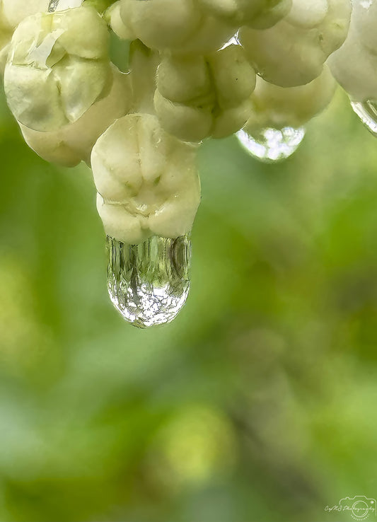 Schöner Wassertropfen_V533