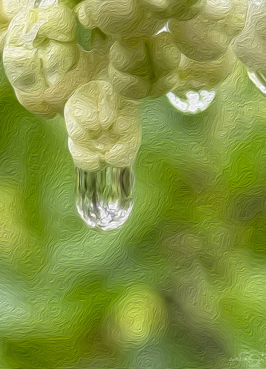Digital Oil Painting - Superb Droplet V533