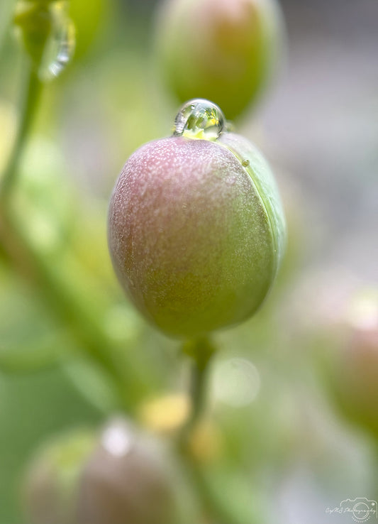Schöner Wassertropfen_V535