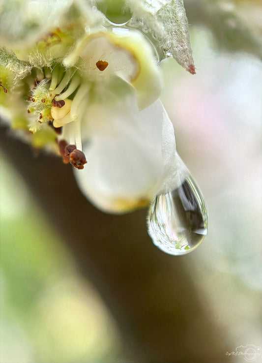 Schöner Wassertropfen_V537