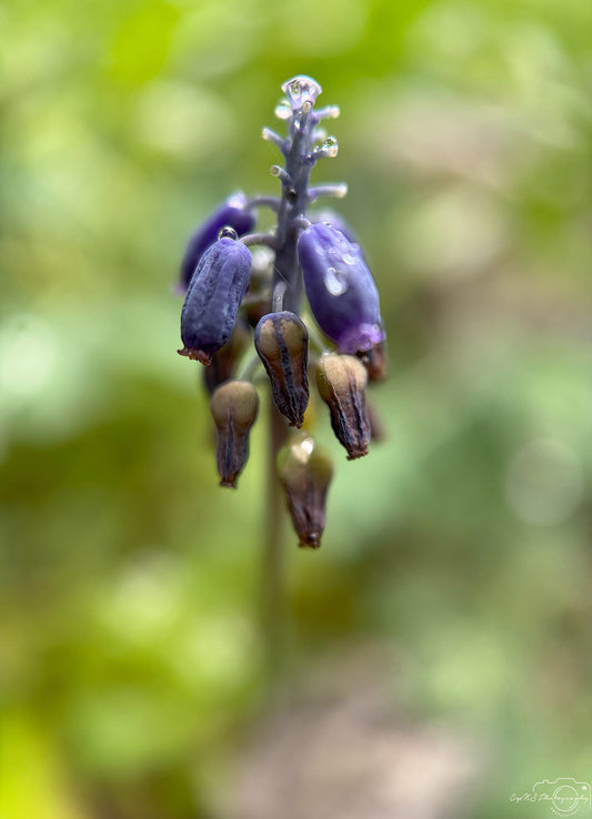 Schöner Wassertropfen_V538