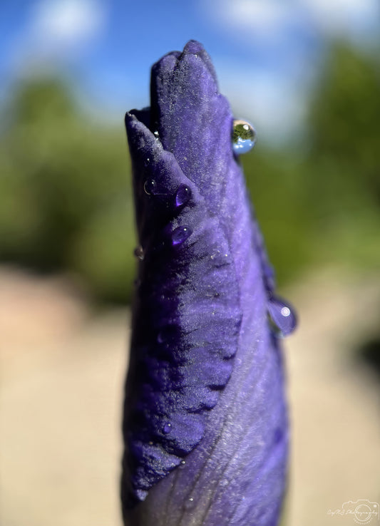 Schöner Wassertropfen_V539