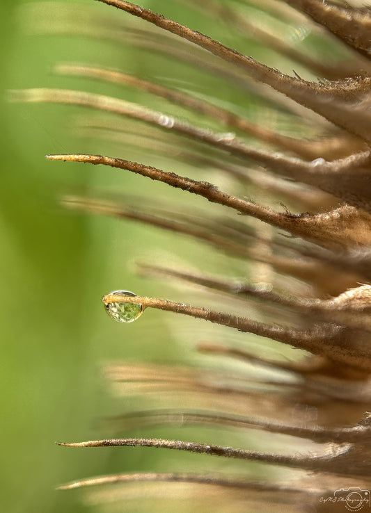 Schöner Wassertropfen_V544