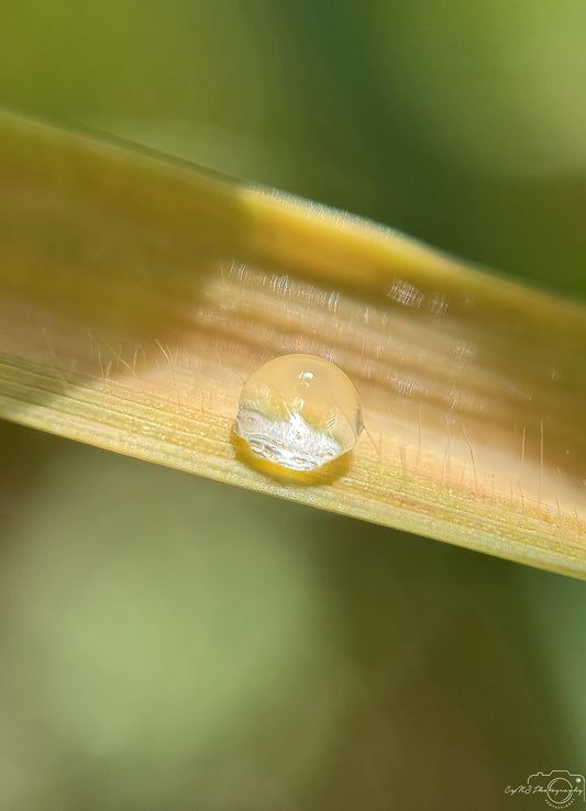 Schöner Wassertropfen_V548
