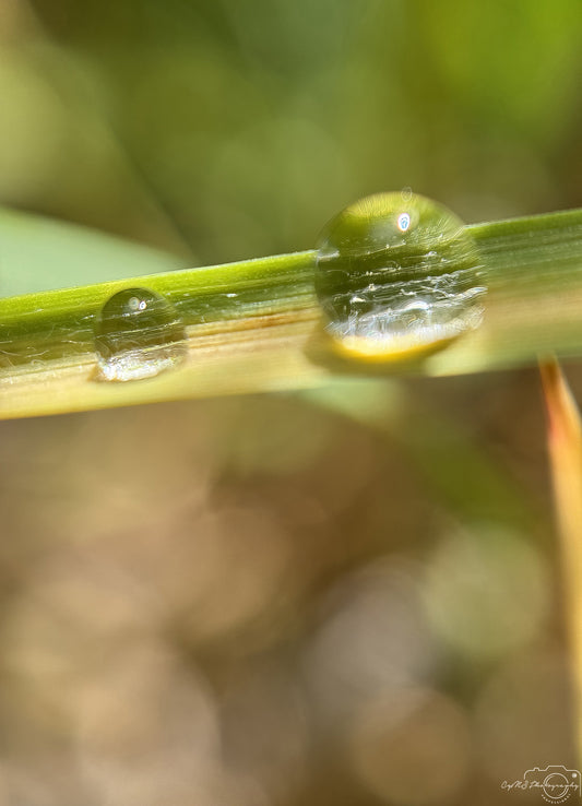 Schöner Wassertropfen_V549