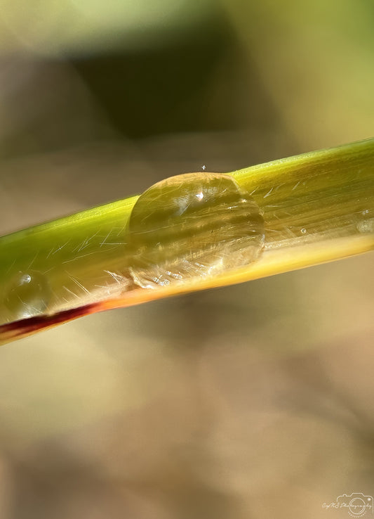 Schöner Wassertropfen_V550