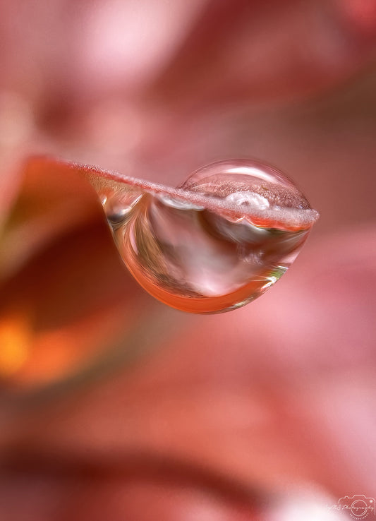 Schöner Wassertropfen_V554