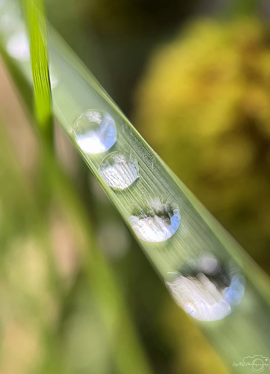 Schöner Wassertropfen_V556