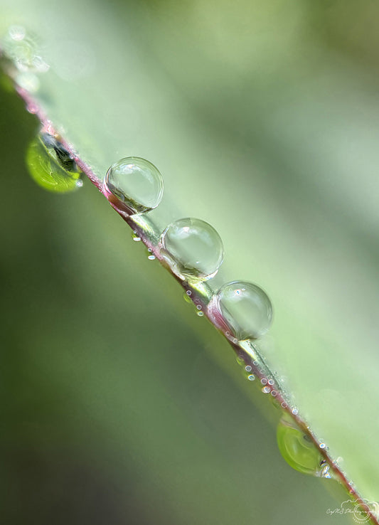 Schöner Wassertropfen_V557