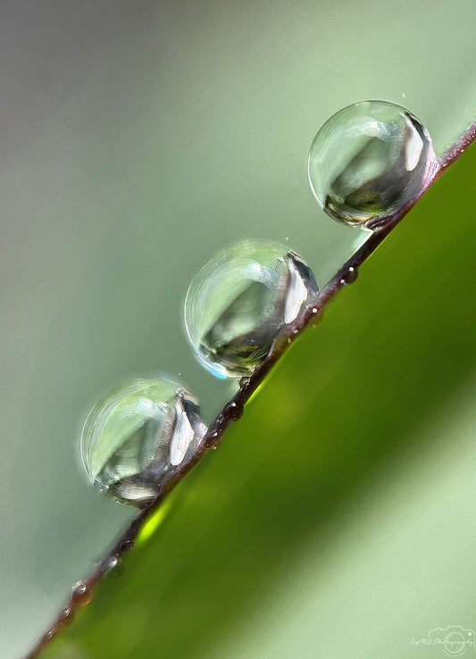 Schöner Wassertropfen_V558