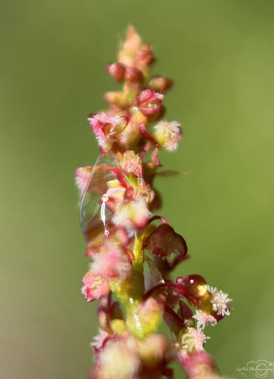Schöner Wassertropfen_V562