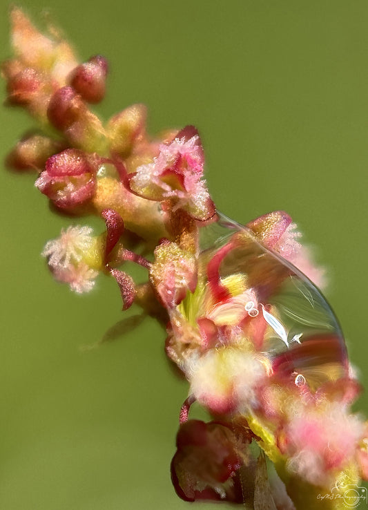 Schöner Wassertropfen_V563
