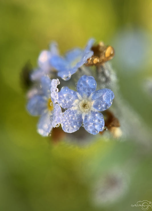 Nature Photography - Superb Droplet V565