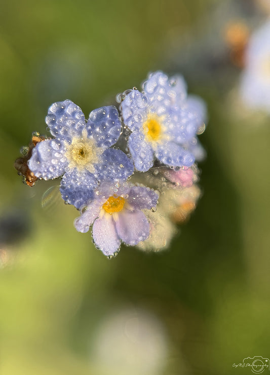 Nature Photography - Superb Droplet V566