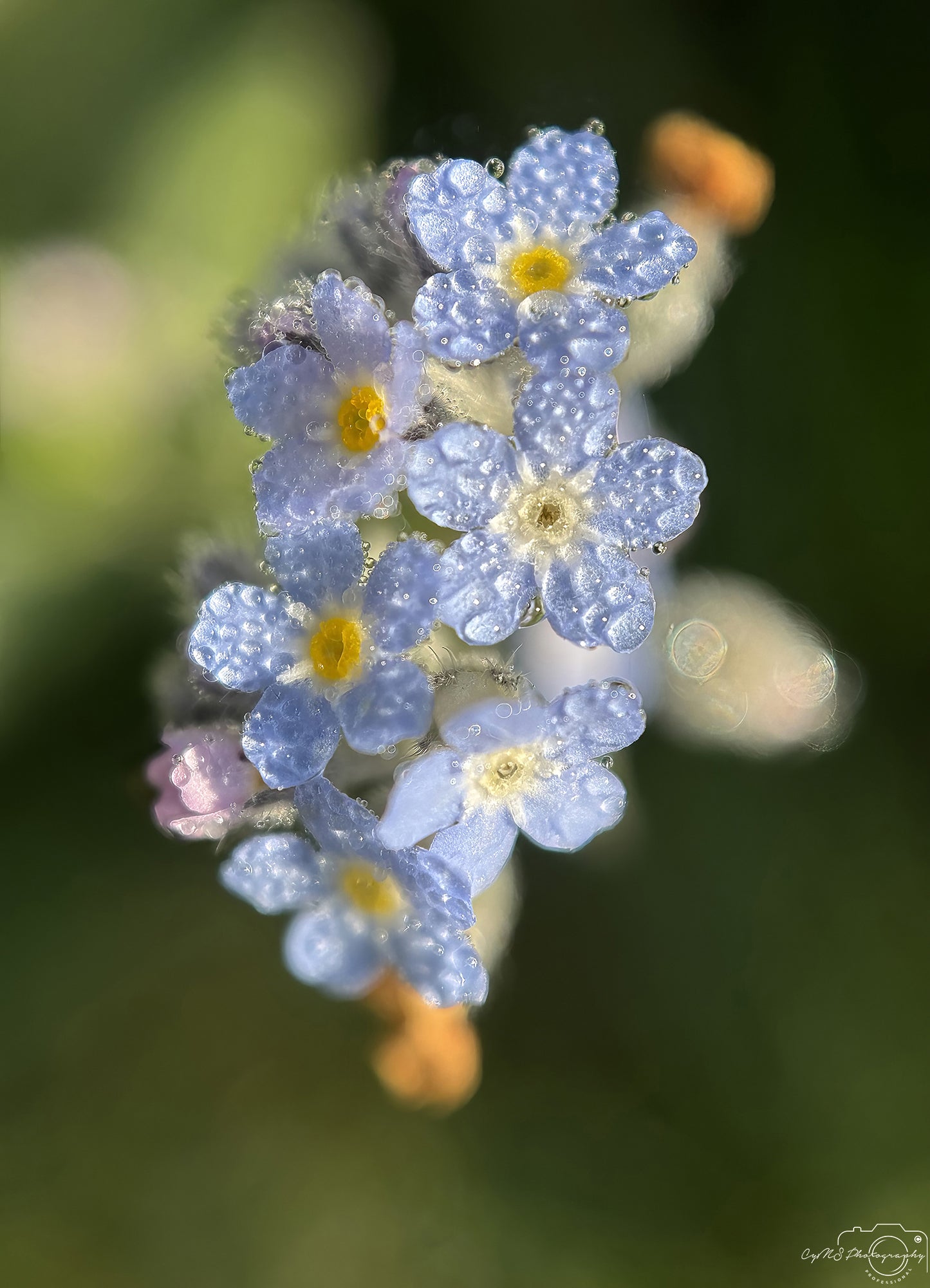 Nature Photography - Superb Droplet V567