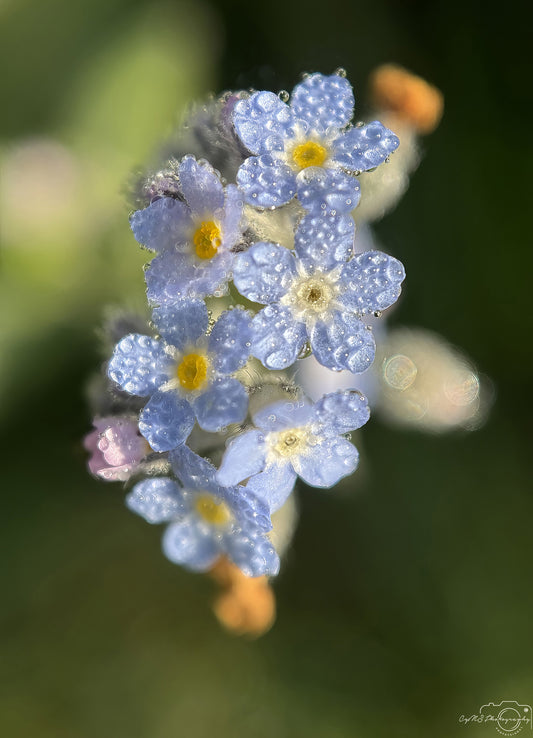 Nature Photography - Superb Droplet V567