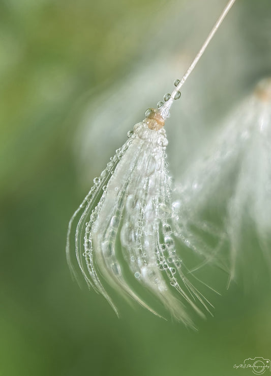 Nature Photography - Superb Droplet V568