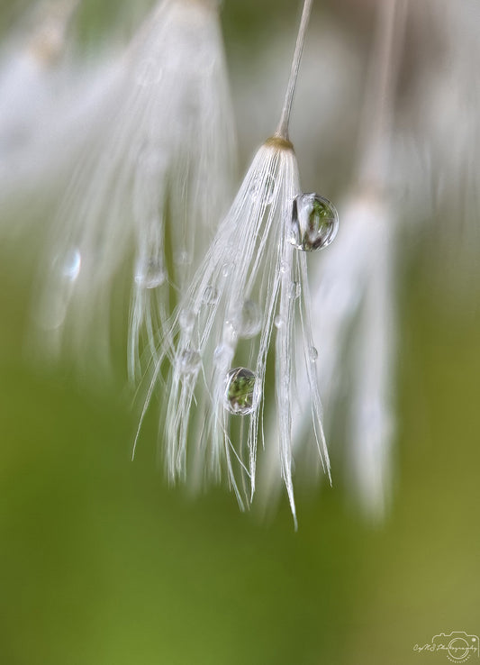 Nature Photography - Superb Droplet V569