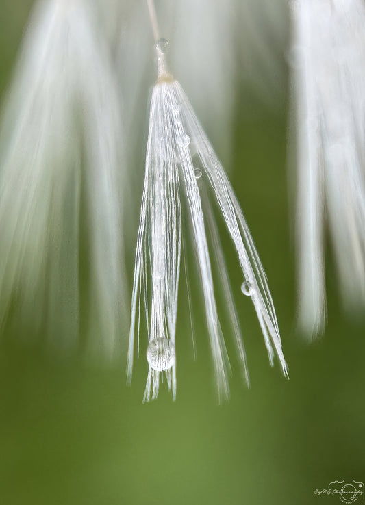 Nature Photography - Superb Droplet V570