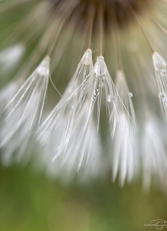 Nature Photography - Superb Droplet V571