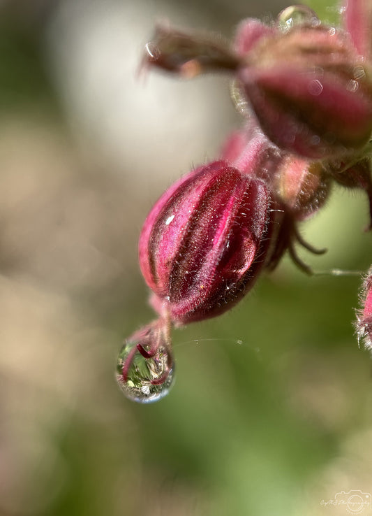Nature Photography - Superb Droplet V572
