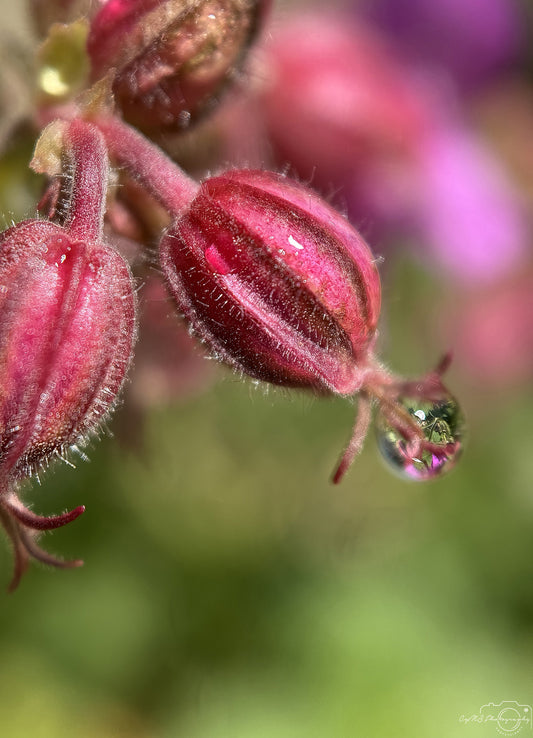 Nature Photography - Superb Droplet V573