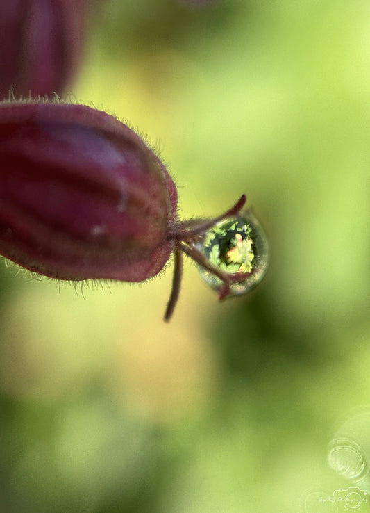 Nature Photography - Superb Droplet V574
